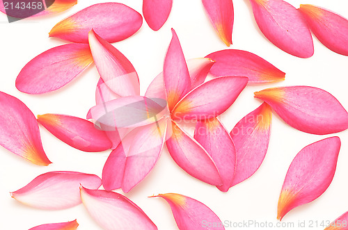 Image of pink petals