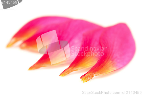 Image of petals