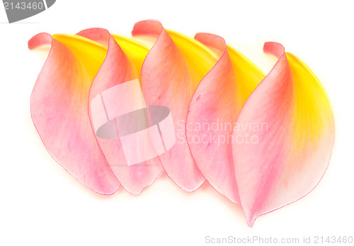 Image of petals