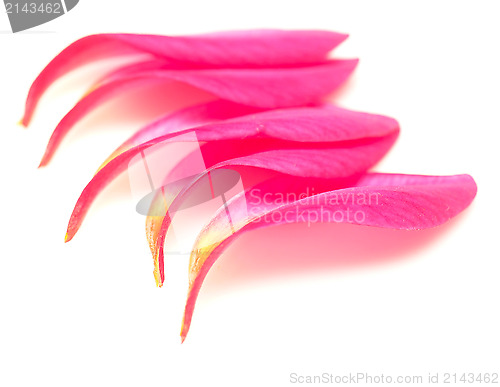 Image of petals