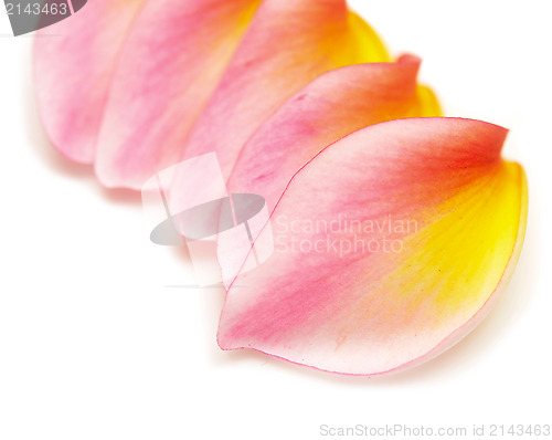 Image of petals