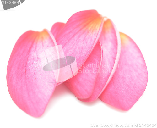 Image of petals