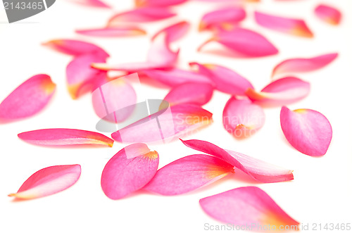 Image of pink petals