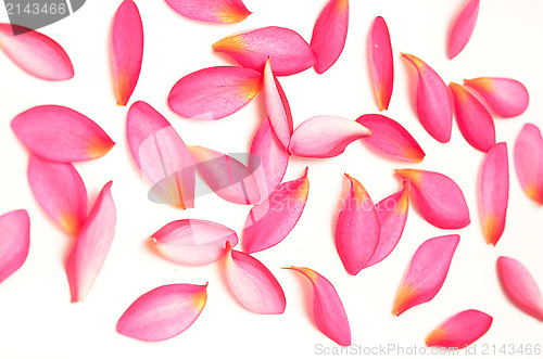 Image of pink petals