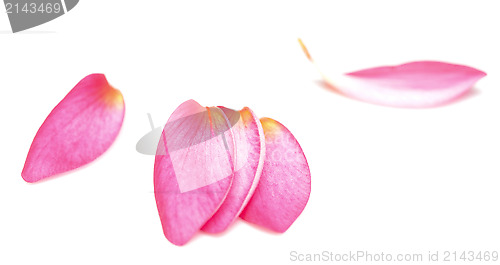 Image of petals