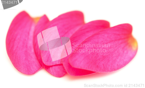 Image of petals