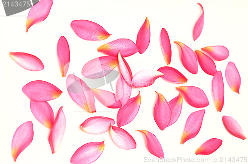 Image of pink petals