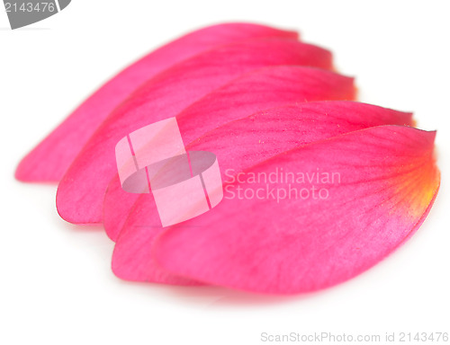 Image of petals