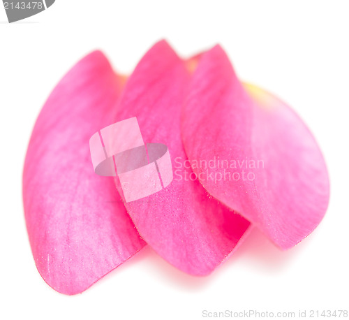 Image of petals