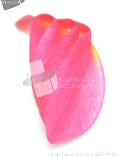 Image of petals