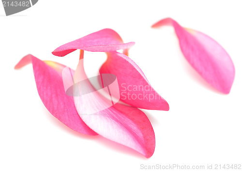 Image of petals