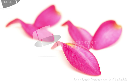 Image of petals