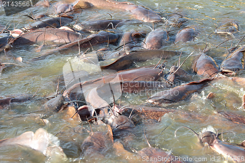 Image of many fish splashing in lake