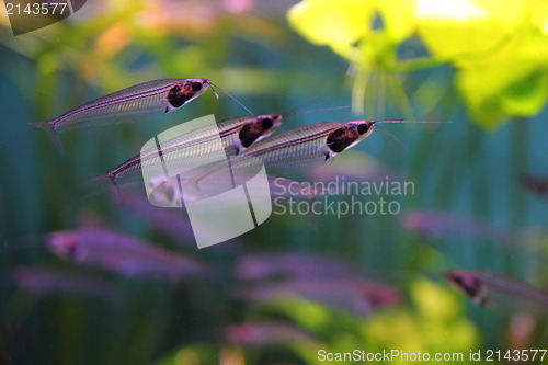 Image of transparent Glass or Ghost catfish