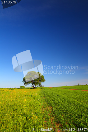 Image of summer landscape with single tree