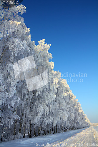 Image of winter road with birch wood