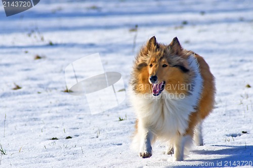 Image of Collie dog in snow