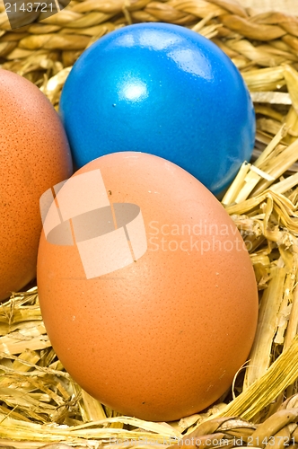 Image of egg in a nest 