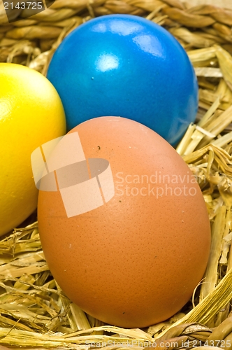 Image of egg in a nest 