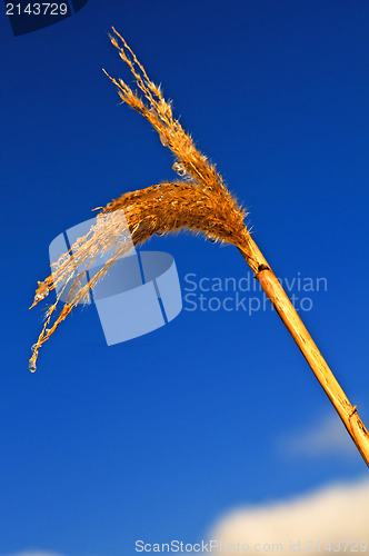 Image of Miscanthus,switch grass in winter