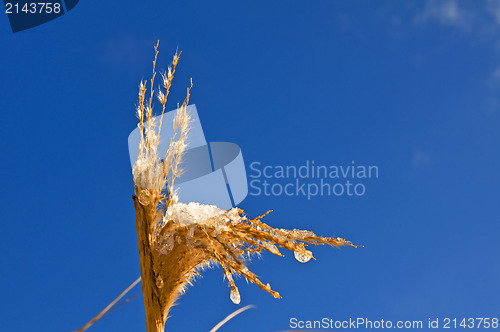 Image of Miscanthus,switch grass in winter