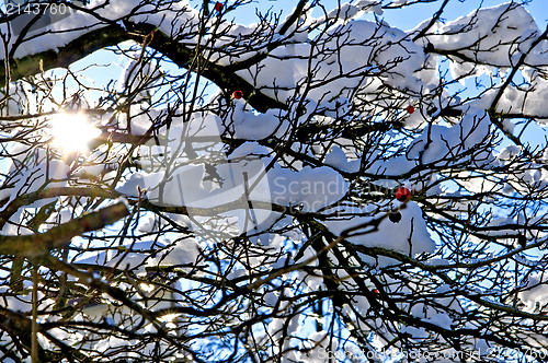 Image of Tree in wintertime