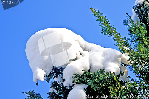 Image of tree with snow