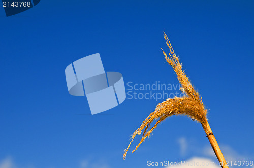 Image of Miscanthus,switch grass in winter