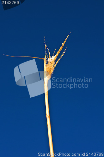 Image of Miscanthus,switch grass in winter