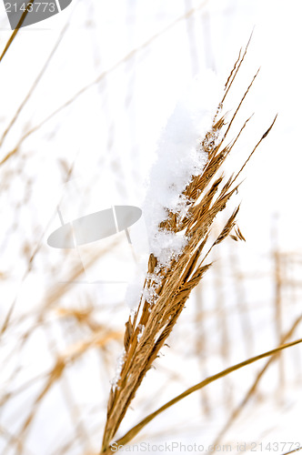 Image of GRas with snow