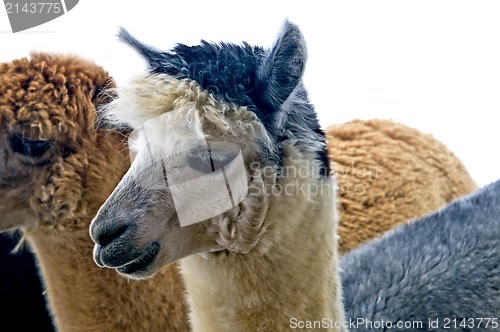 Image of Alpaca