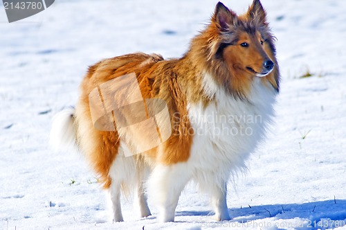 Image of Collie dog in snow