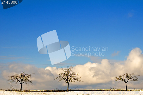 Image of Tree in wintertime