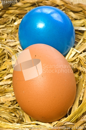 Image of egg in a nest 