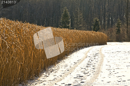 Image of Miscanthus,switch grass in winter