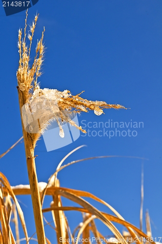 Image of Miscanthus,switch grass in winter