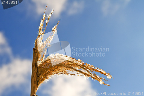 Image of Miscanthus,switch grass in winter