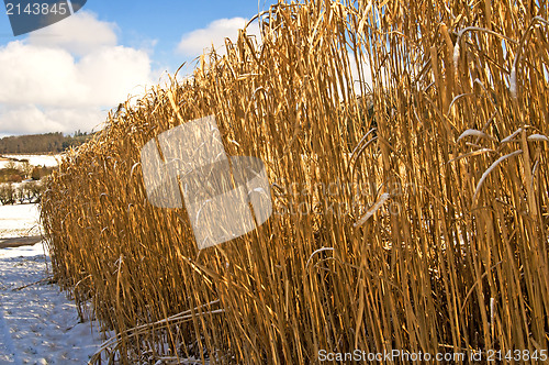 Image of Miscanthus,switch grass in winter