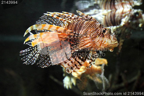 Image of lionfish zebrafish underwater