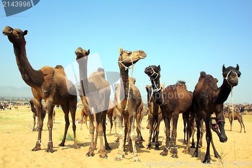 Image of group of camels during festival in Pushkar