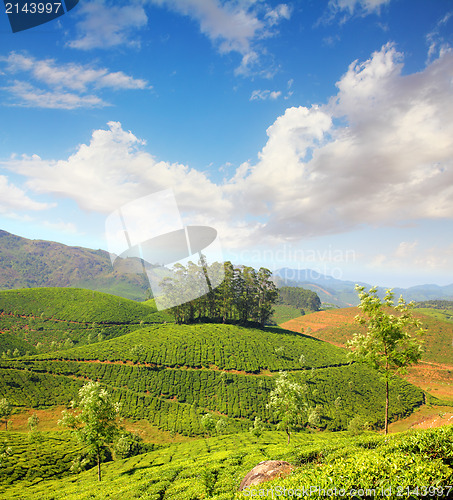 Image of mountain tea plantation in India