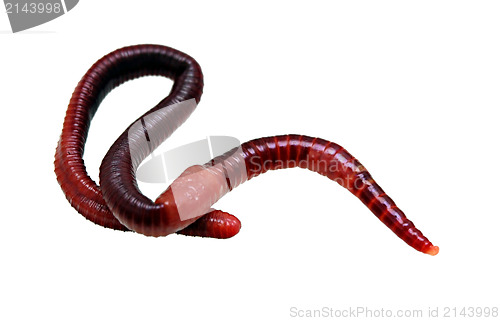 Image of earthworm macro isolated