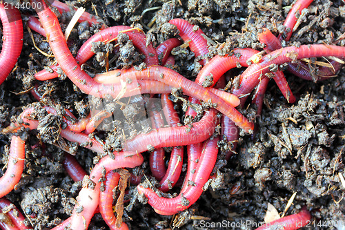 Image of red worms in compost