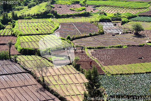 Image of peasants in vegetable gardens in India