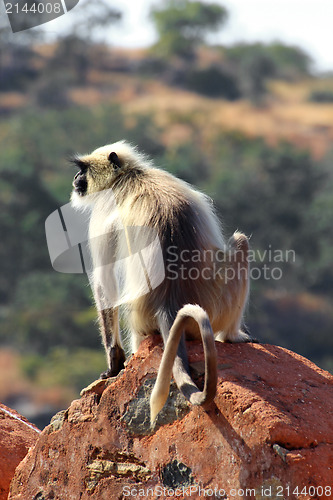 Image of presbytis monkey on fort wall - india