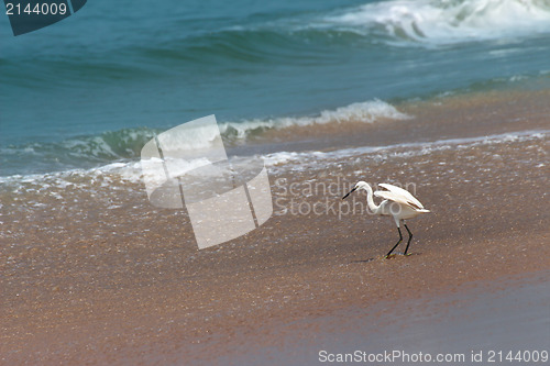 Image of hunting heron on beach