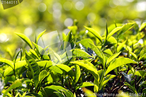 Image of tea plants