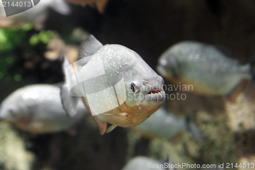 Image of piranha fish