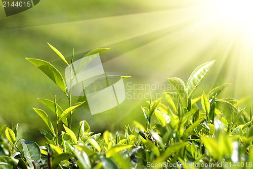 Image of tea plants in sunbeams
