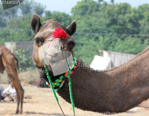 Image of funny camel during festival in Pushkar